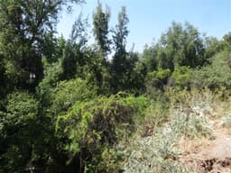 Sitio en venta en Lo Barnechea — foto 6 de 8